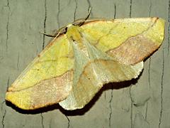 Sharp-lined Yellow